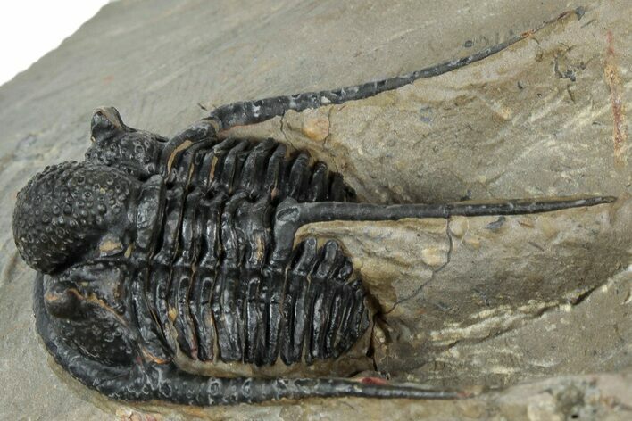 Spiny Cyphaspis Trilobite - Morocco #311141